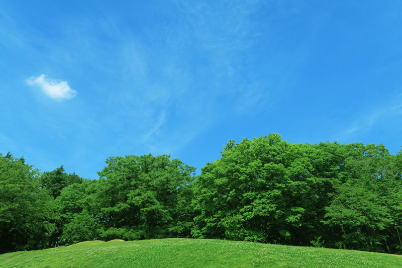 夏の芝生と青空と雲と緑の木々